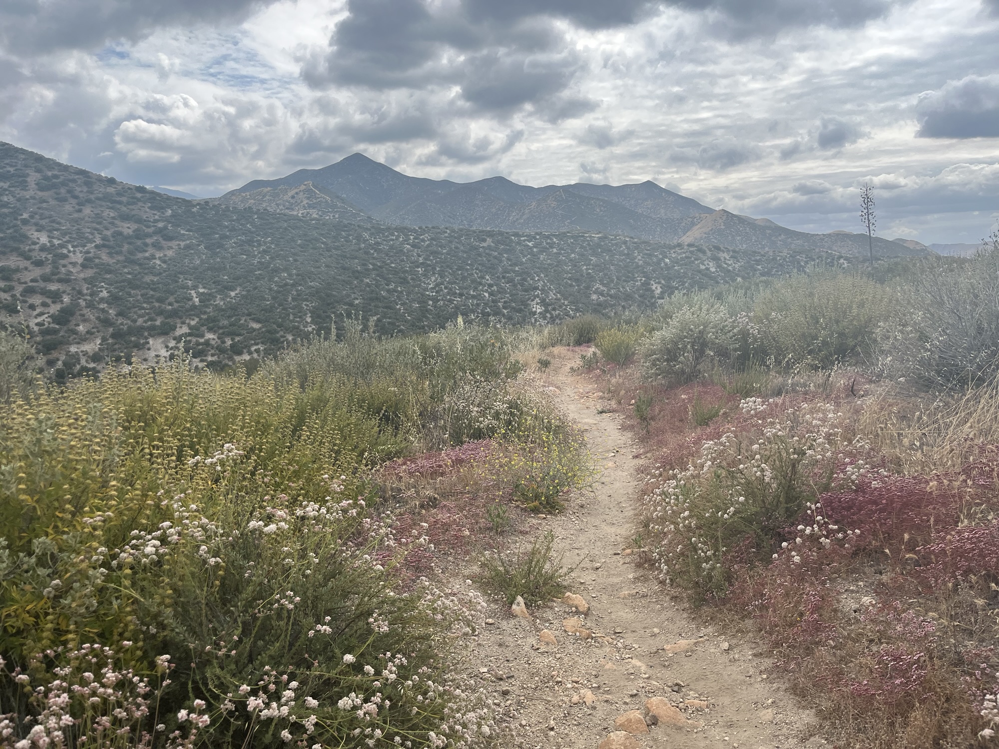 Read more about the article Wrightwood to Agua Dulce, Part 2 (Mile 427- 454.7)